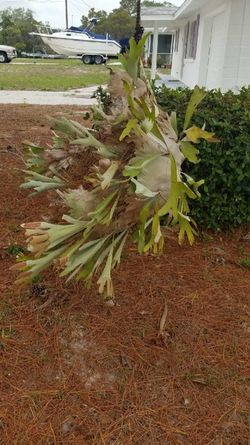 5ft Staghorn