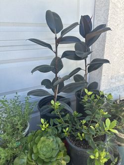 Tengo Estas Plantas Disponibles 3 