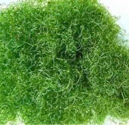 CHAETOMORPHA MACROALGAE