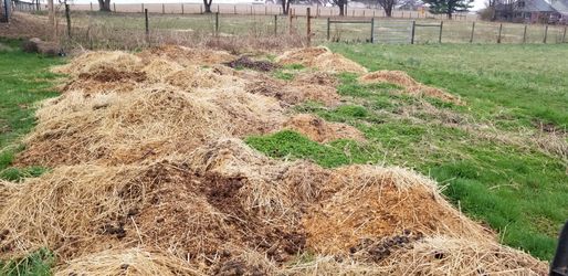 Horse Manure