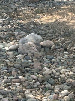 Free Assorted Large rocks about 10”-12” wide
