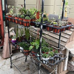 Plantas En Venta $5.00 En Adelaide