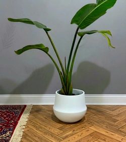 Birds of Paradise plant/ Indoor Plant/ House Plant Flower Patio Garden