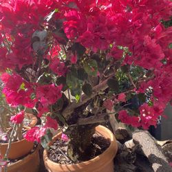 Bougainvillea Bonsai