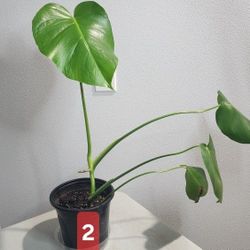 Plant - Monstera 