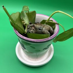 Green Houseplant In Decorative Pot For Indoor