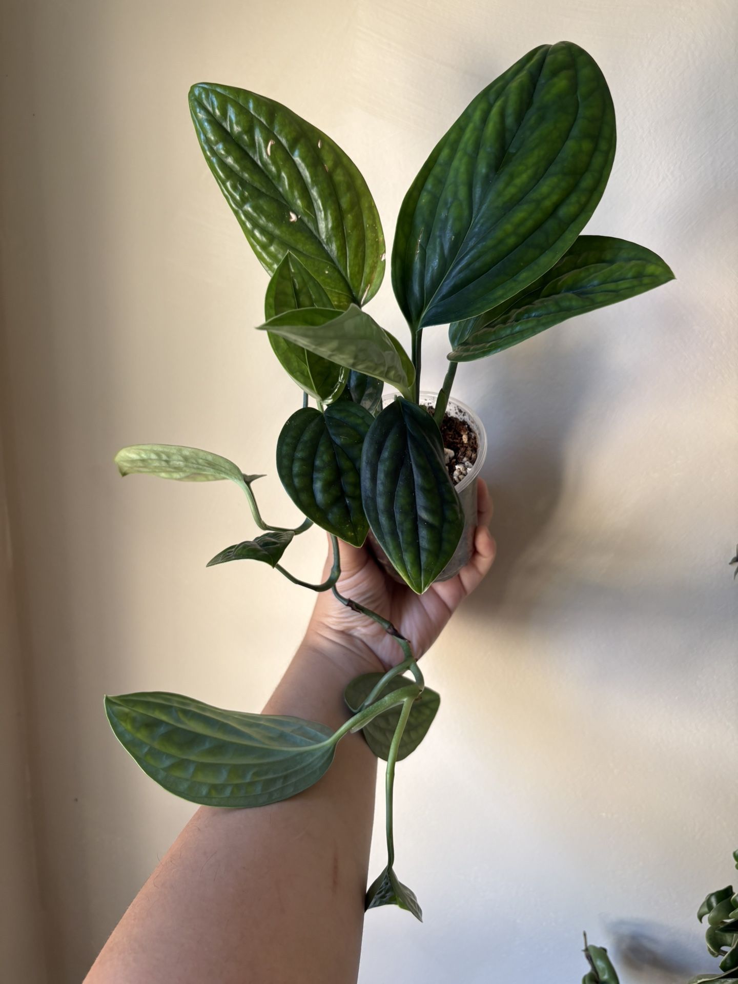 Monstera Peru Plant