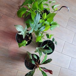 4 Plants--- Madagascar Jewel, philodendrons, and Pothos Lime