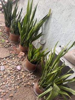 5 Snake Plants