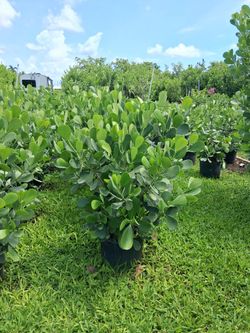 Clusias 7 Gallons Pots  3 Feet Tall 