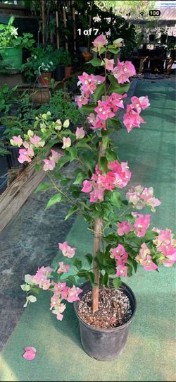Bugambilia / Bougainvillea