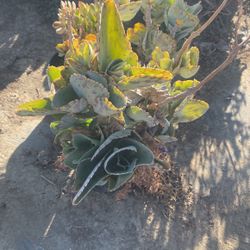 Kalanchoe Marmorata