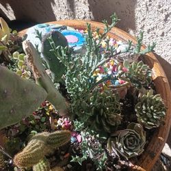  Beautiful Arrangement Succulent And Cactus Plant.