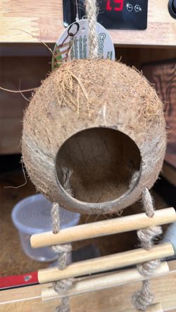 Bird coconut hide display