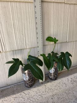 Philodendron Florida Green Plants