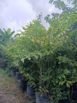 Fishtail Palm Sale! 25gl $120🌴