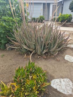 Aloe Vera plant's