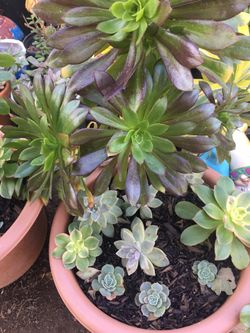 Assorted plants