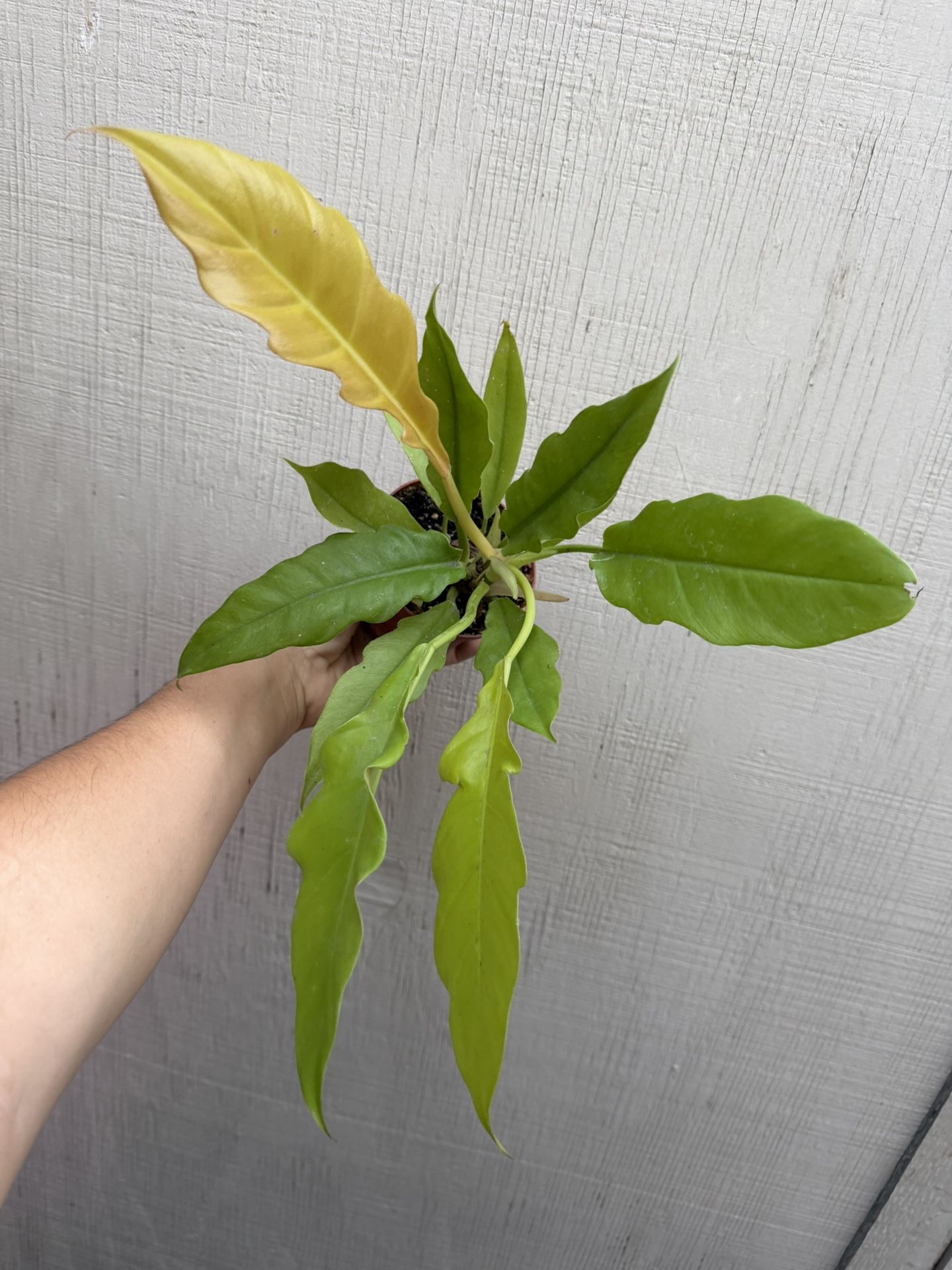 4” golden ring of fire 