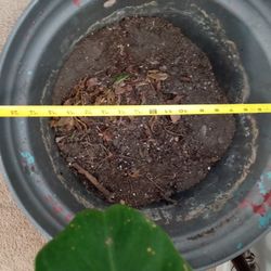 XL planter 