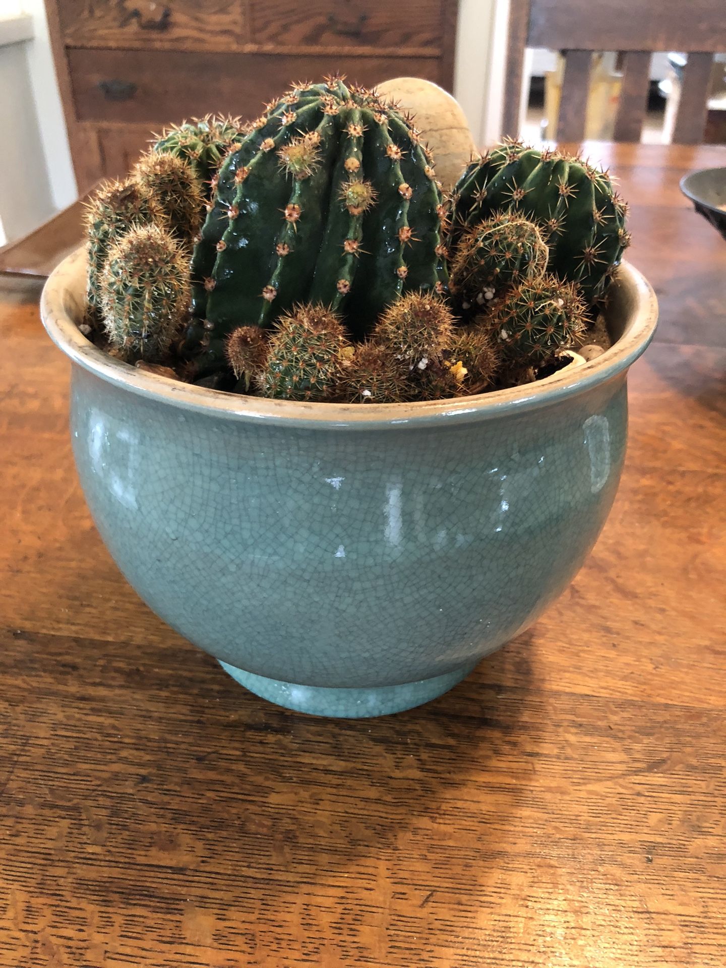 Mini Desert Cactus Garden in Ceramic Pot – Easy Care