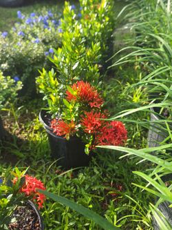 Ixora 3 gal