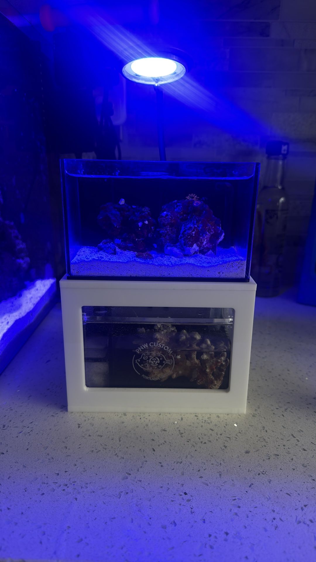 Micro Reef-Ready Tank | 40oz Desktop Aquarium
