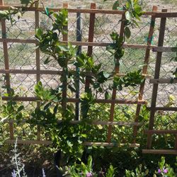 Trellis