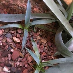 Blue Agave Plants 2 for $20