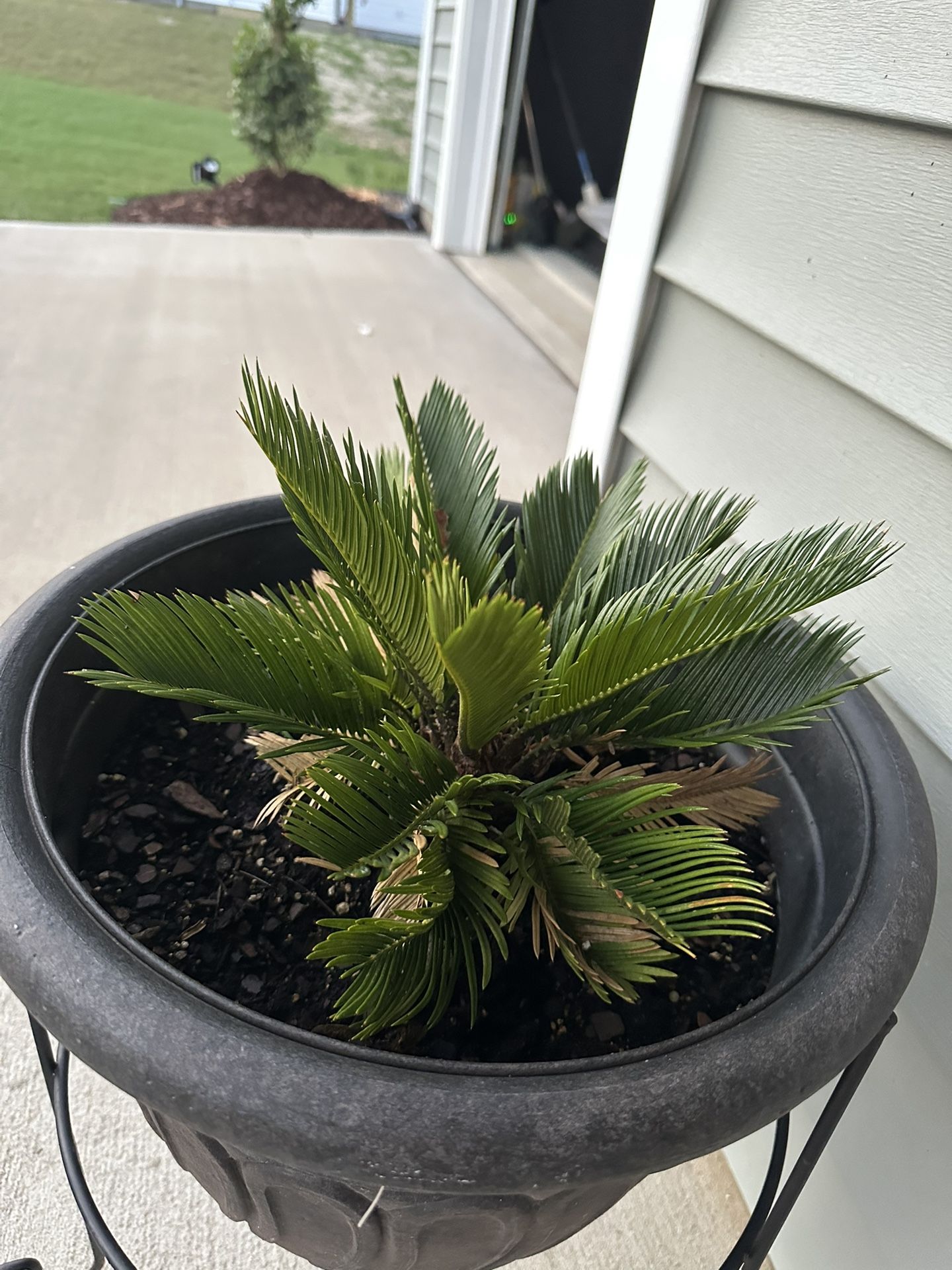 Sago Palm