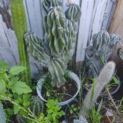 Monstroses Apple Cactus Plant