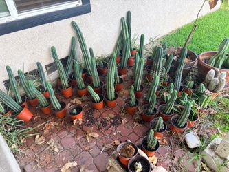 Cactus