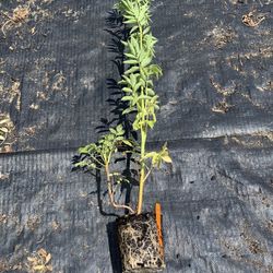 Elderberry Plants 