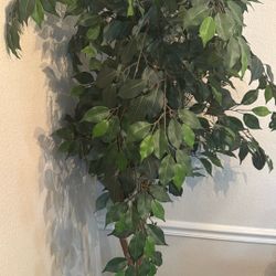 6ft Tree With  Asian Pot 