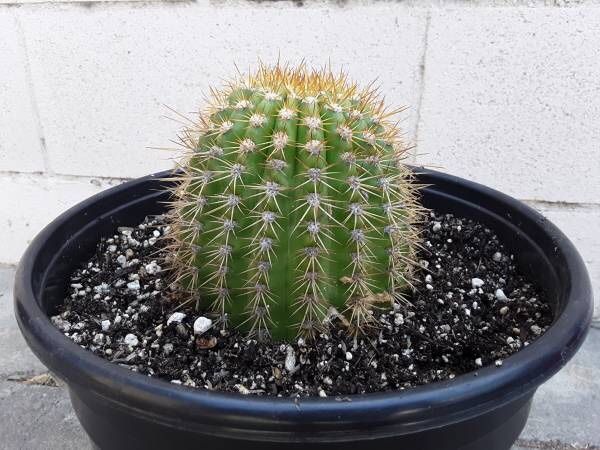 Trichocereus Grandiflorus hybrid