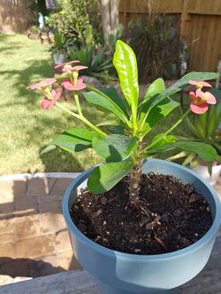 Crown of Thorns
