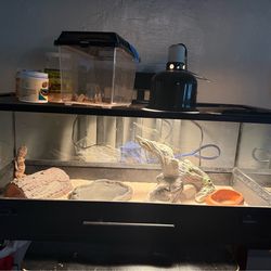 Leopard gecko and enclosure