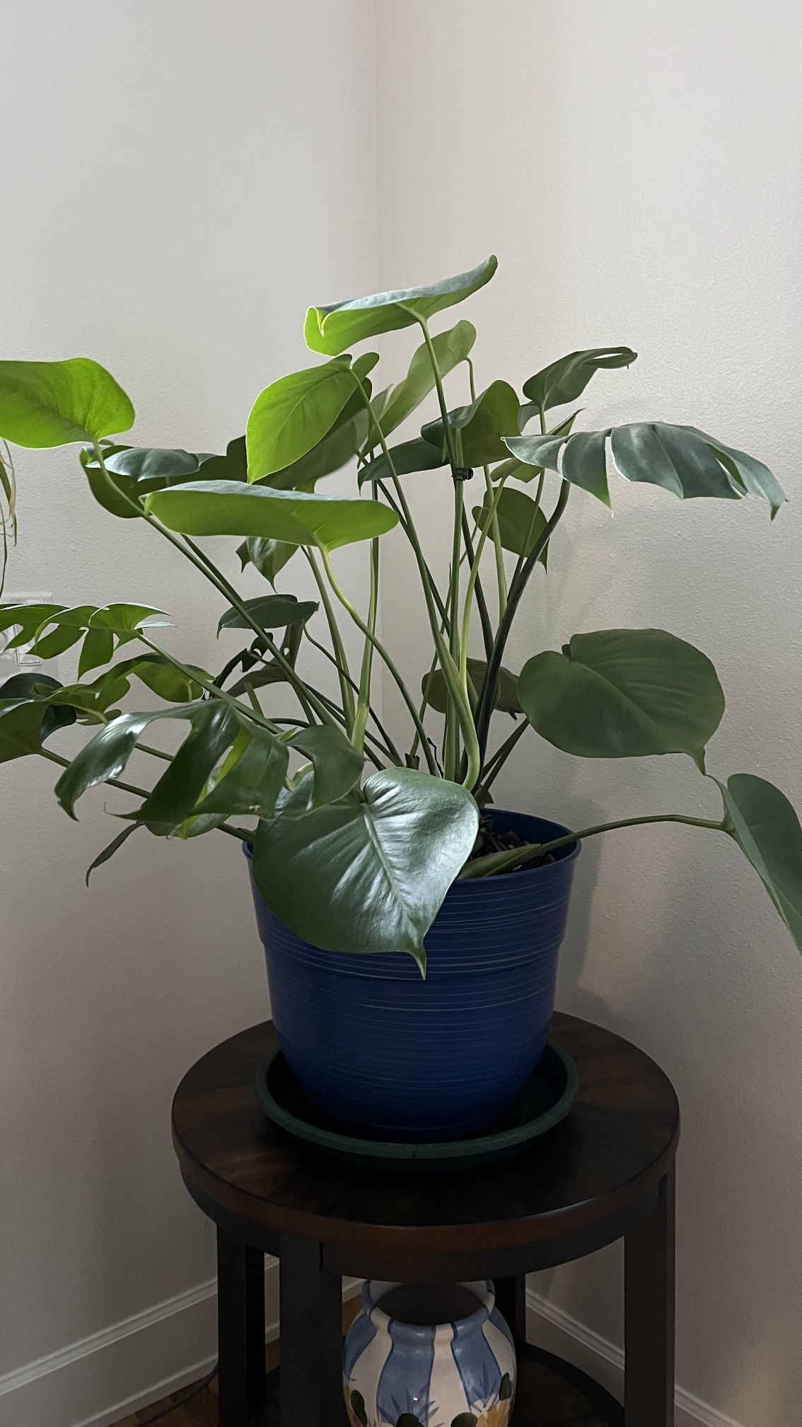 Plants
