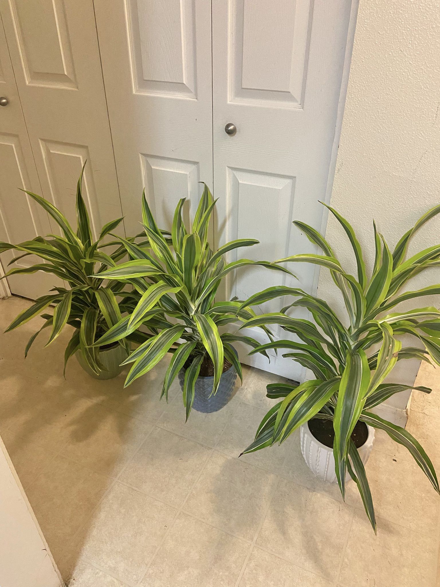 Lemon Darcaena Plants