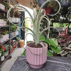 Tillandsia Curly Slim Air Plant 