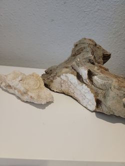 Two fossils