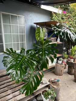 Monstera de ojas gigantes