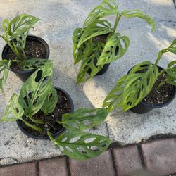 Monstera Swiss Cheese