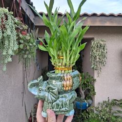 2 Layers Lucky Bamboos Arrangement $20