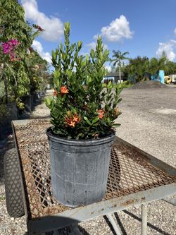Red Ixora 3gal