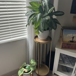 Plant stand