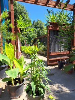 Plants