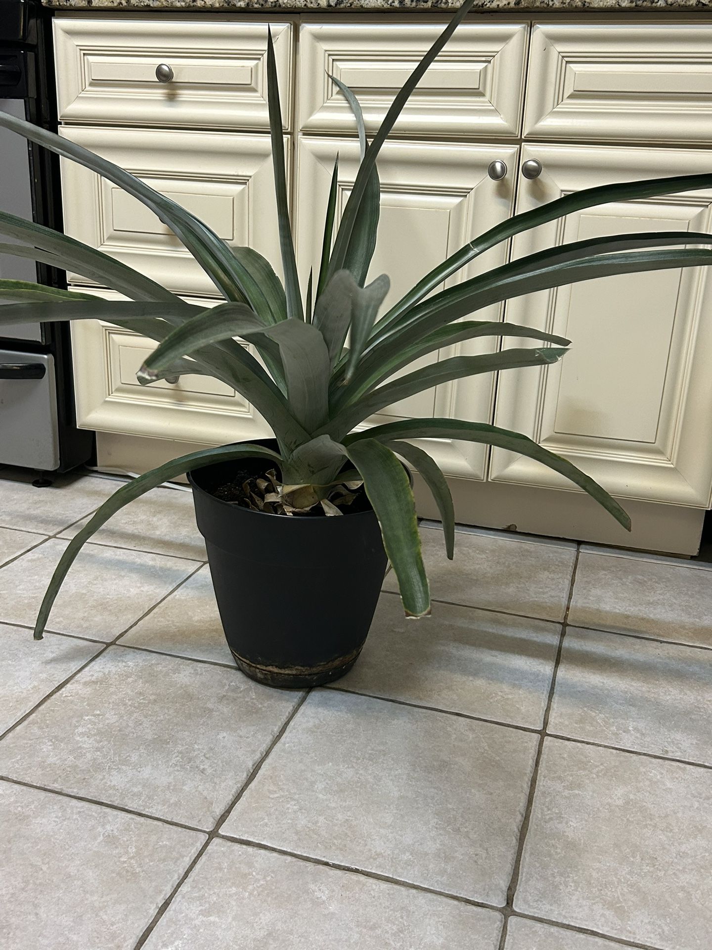 Pineapple Plant