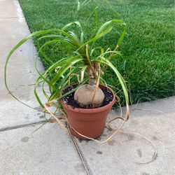 Ponytail Palm