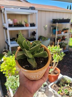 Tigers jaw succulent